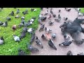 Южнопортовая голубиная мега-кормушка.(Mega-Pigeons Feeding Place)