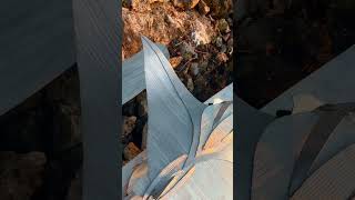 Custom Manta Ray Aluminum Sculptures