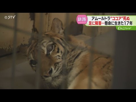 いのちかがやけ タイガとココア 障がいをもって生まれたアムールトラのきょうだい いのちかがやけ!タイガとココア : 障がいをもって生まれた