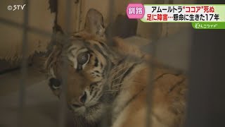 いのちかがやけ!タイガとココア : 障がいをもって生まれたアムールトラのきょう… Amazon.co.jp: いのちかがやけ!タイガとココア: 障がいをもって
