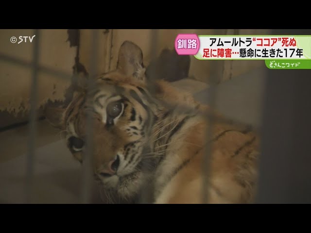 足に障害…懸命に生き17年 アムールトラ「ココア」死ぬ ファンが