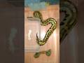 Blood Python #bloodpythons #bloodpython #dipong #ularindonesia #ballpython #python
