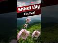 Shirui Lily Festival 2025 Of Manipur Resumed After A Pause Here S Everything You Need To Know