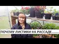 почему листики на рассаде желтеют, крутятся, чернеют?