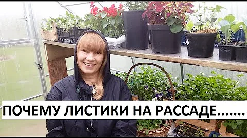 почему листики на рассаде желтеют, крутятся, чернеют?