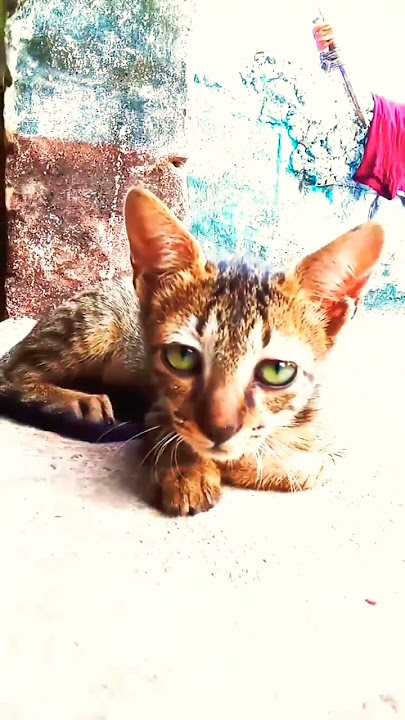 cute cat 🐈🐈🐱 #trending #shorts #siddiquivlogs01