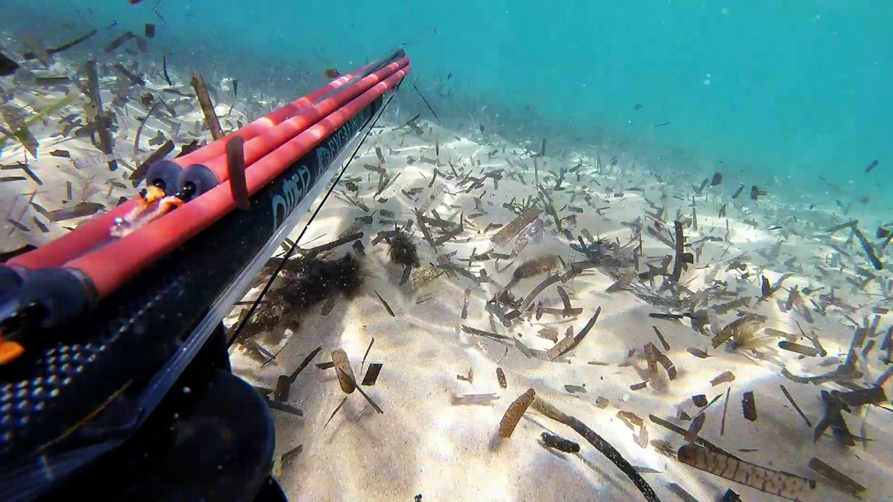 Spearfishing Italy Pescasub Italia BassoFondo YouTube
