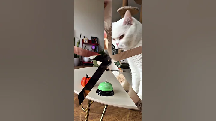 Video 11084751: white british shorthair, britishshorthair cat cute funnycat, britishshorthair cat cute funny