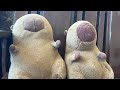 capybara 2