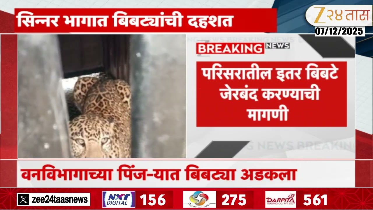Sinnar Leopard | सिन्नरमध्ये मादी बिबट्या जेरबंद | Zee24Taas