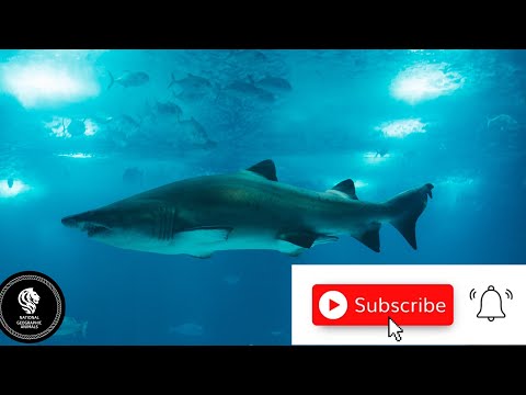 Amazing Fast Tuna