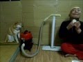 死なせない犬