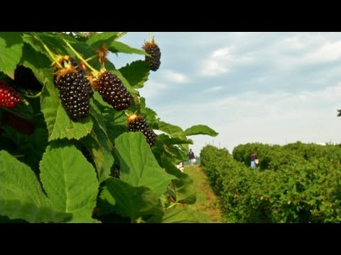 image gallery maranga berry