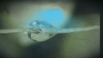 Ode To Harzianum T22