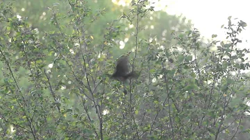 Nature Shorts: Red-winged Blackbird