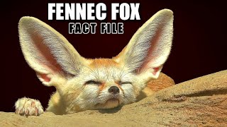 Fennec Fox Facts: the LARGEST EARS  Animal Fact Files