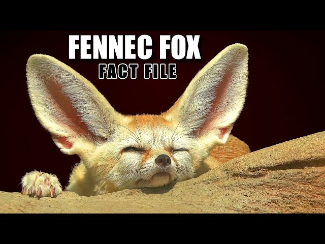 Fennec Fox Facts: the LARGEST EARS 👂 Animal Fact Files class=