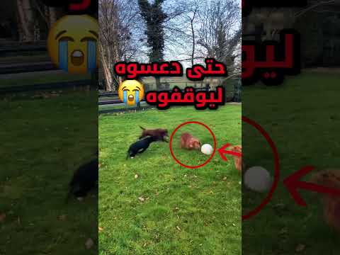تحول الكلب تبعه للأنكارا ميسي وما قدروا يوقفوه الكلاب الثانية حتى دعسوه صدمة 