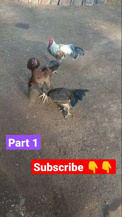 Ayam kalau lagi rebutan cowok??? gelut lah #shorts