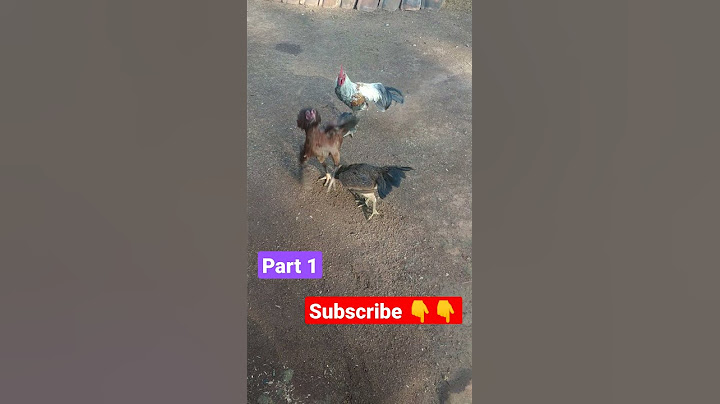 Ayam kalau lagi rebutan cowok??? gelut lah #shorts