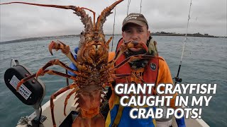 The BIGGEST Crayfish I Have Ever Seen! - How Did It Fit In My Crab Pot? - Giant Spiny Lobster!