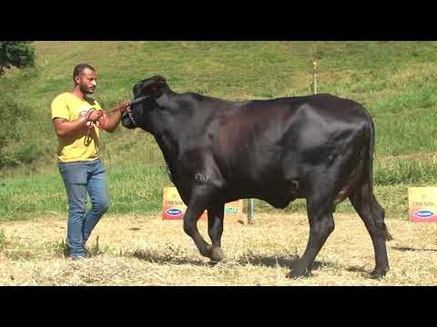 LOTE 2   7680BR   3º LEILÃO GIROLANDO SV E CONVIDADOS