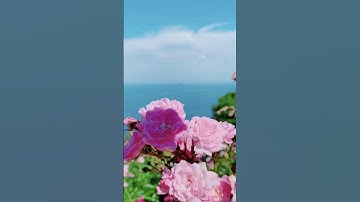 سورة الإخلاص | ثلث القرآن في ثلاث آيات! #quran #تلاوة_خاشعة #الاخلاص