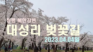 대성리 국민관광지 벚꽃길 2023 04 04일