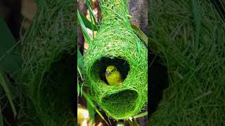 birds view 🪟