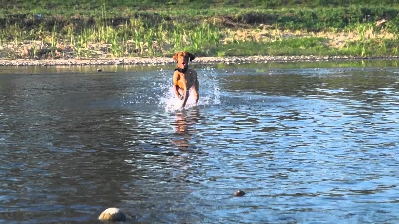 Sony Alpha SLT-A37 Video Test (Vizsla)