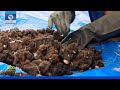 How Fertilizer Can Be Made Using Human Hair + Other Stories | Eco Africa