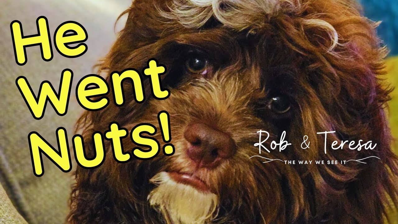 Cockapoo Gone Wild | Picking Up Baxter from the Pet Resort Was Quite ...