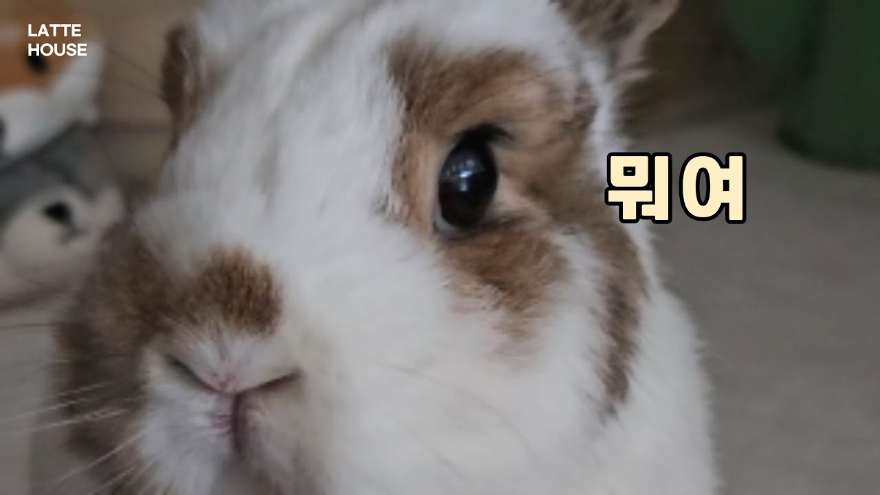 아무 말 없이 쳐다봤더니… 토끼의 반응은? - YouTube