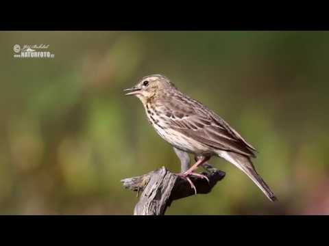 Linduška lesní (Anthus trivialis)