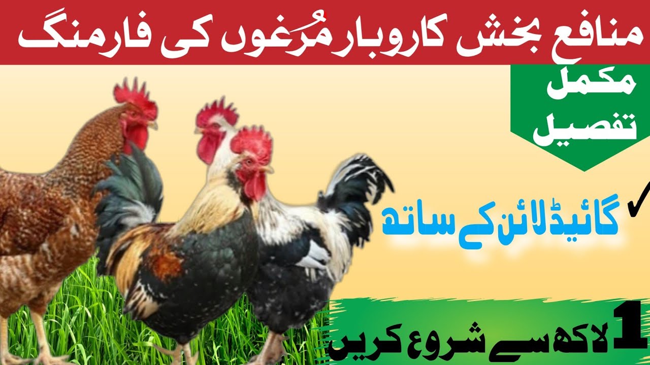 How to Start a Profitable Roosters Business Male Hen Farming لاکھ