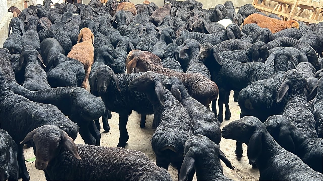 Arzon Xisori qõzilar sõraganlarga