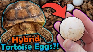 Our Sulcata and Leopard Tortoise had Eggs