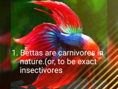 What are some facts about betta fish?