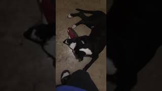 Air Jordan Vs Pitbull