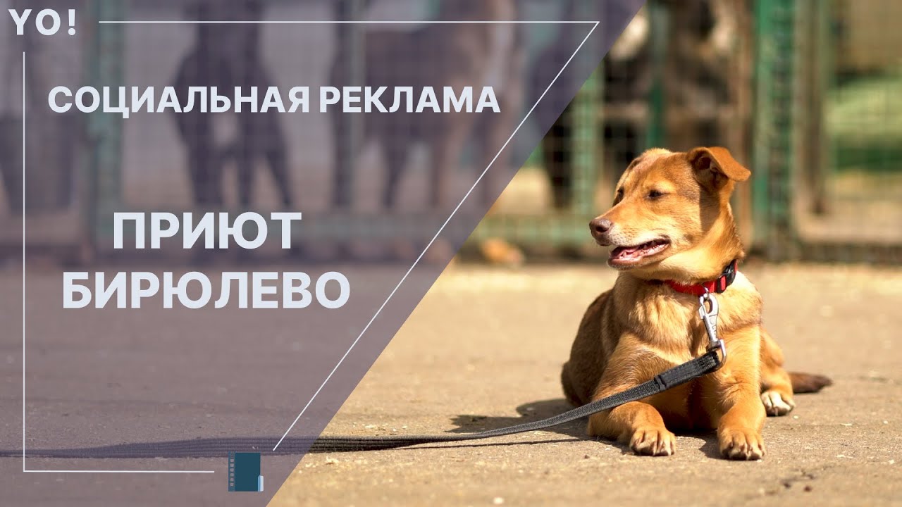 Приют Бирюлево | Социальное видео Yo! Продакшн