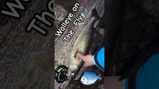 Walleye on The Fly - Wisconsin Dells Dam