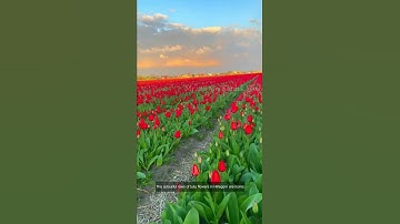 Thumbnail of Hillegom tulip fields | Netherlands