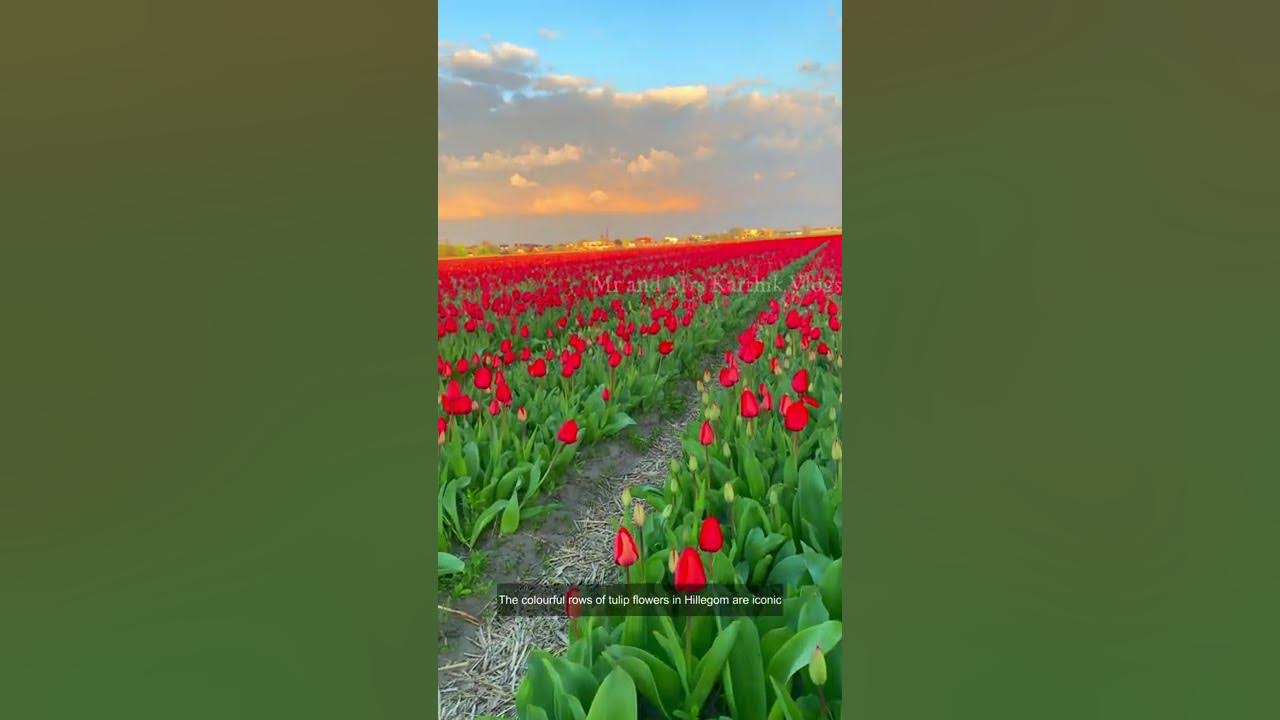 Hillegom tulip fields | Netherlands