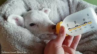 Tiny orphan lamb's first bottle after recovering from hypothermia