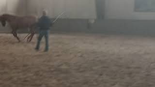 ruby at shanes loping march 20