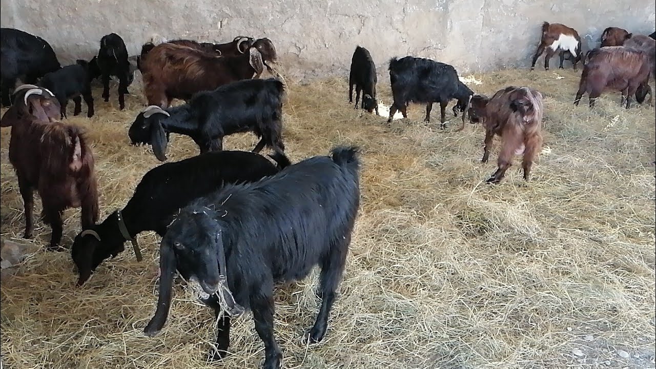 Cins keçilər satılır Tel: (055) 779-39-97