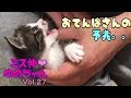 【子猫成長記録27】おてんばさんになる予兆を感じた時の動画【cute kitten 27】【cute cat】 【子猫保護】