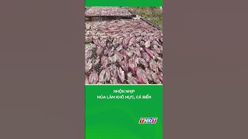 Nhộn nhịp mùa làm khô mực, cá biển #shorts