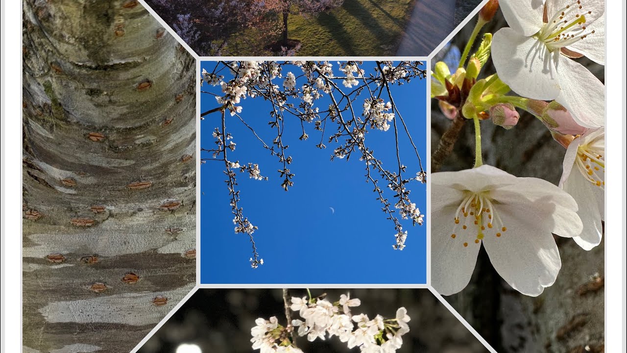 Cherry Blossoms Ohio University 2023 YouTube