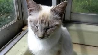 猫の家、窓辺に佇む白猫ちゃん